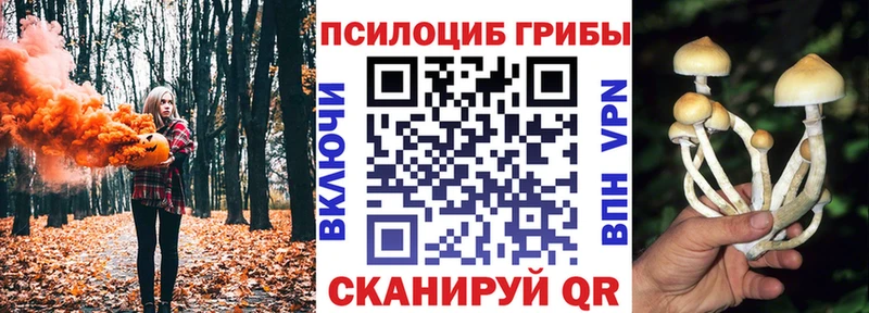 OMG   даркнет сайт  Дегтярск  Псилоцибиновые грибы мицелий 